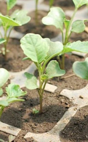 Wie und wann man Blumenkohl im Freien richtig pflanzt