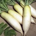 Beschreibung der Daikon Dubinushka-Sorte, Merkmale des Anbaus und der Pflege
