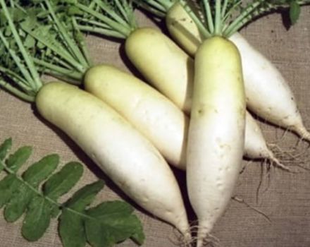 Opis odmiany daikon Dubinushka, cechy uprawy i pielęgnacji