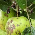 Wie man einen Apfelbaum im Sommer und Frühling von Schädlingen und Krankheiten, Volksrezepten und Chemikalien behandelt