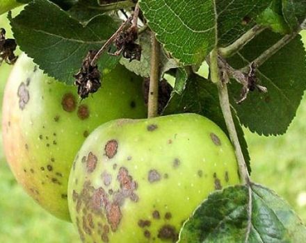Wie man einen Apfelbaum im Sommer und Frühling von Schädlingen und Krankheiten, Volksrezepten und Chemikalien behandelt