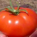 Beskrivelse og kjennetegn på tomatvarianten Volgogradsky 5/95, dens utbytte