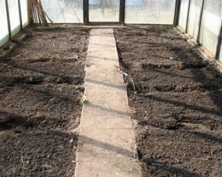So bereiten Sie den Boden in einem Gewächshaus für Tomaten im Frühjahr vor