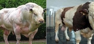 Das maximale Gewicht des größten Bullen der Welt und der größten Rassen
