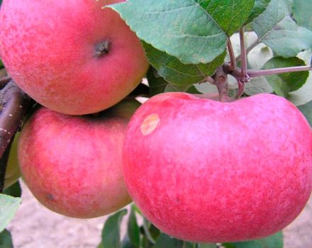 Description, characteristics and varieties of Arkad apple trees, rules of growing and care
