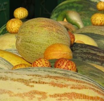 Beschreibung der Sorten von Melonen mit Namen, welche Sorten sind