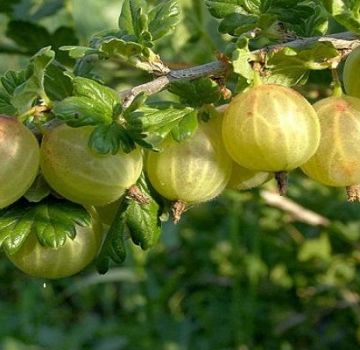 Beschreibung der Rodnik-Stachelbeeren, Pflanz- und Pflegevorschriften