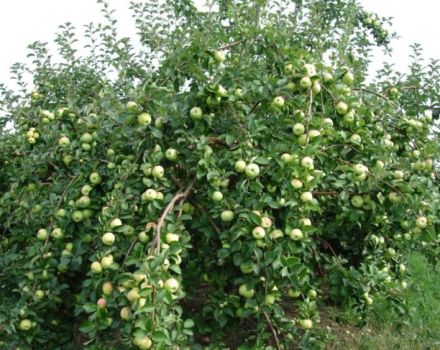 Em quais regiões é melhor cultivar uma macieira da variedade Crumb, descrição e comentários de jardineiros