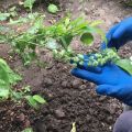 Los mejores fertilizantes minerales y orgánicos para arándanos, como y que alimentar.
