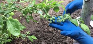 Yaban mersini için en iyi mineral ve organik gübreler, nasıl ve ne beslenmeli