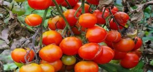 Mô tả về giống cà chua Niềm vui của tôi, đặc điểm trồng và chăm sóc