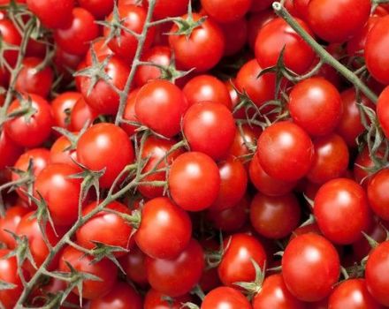 Beskrivning av tomaten Round Dance, dess egenskaper och odling