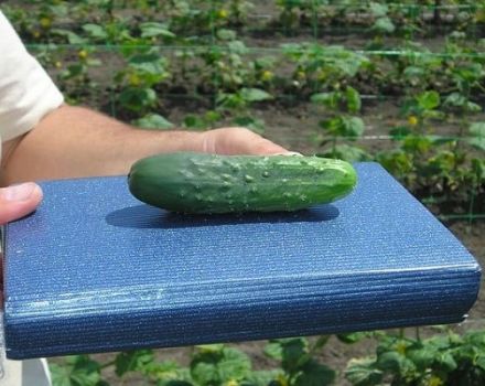 Description of the best varieties of late and mid-season cucumbers for open ground