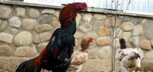 Описание и правила за държане на бойни петли от породата Шамо