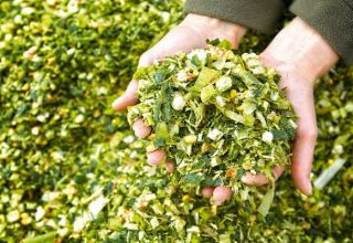 Technologie des Anbaus von Mais für Silage, Ernte, Sorten und Ertrag
