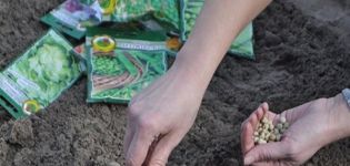 Wie man Erbsen vor dem Winter pflanzt und ist es möglich, dies zu tun