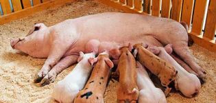 How to feed a sow at home after farrowing so that there is more milk