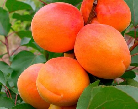 Descrição da variedade de damasco Aquarius, características de frutificação e resistência a doenças