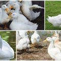 Опис и карактеристике патки Цхерри Валлеи, узгој и брига