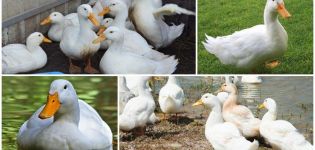 Descrição e características dos patos Cherry Valley, criação e cuidados