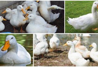 Description and characteristics of Cherry Valley ducks, breeding and care