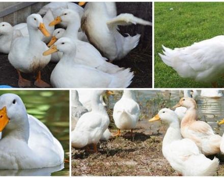 Description and characteristics of cherry Valley ducks, rearing and care