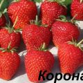 Descrição e características da variedade de morango Crown, cultivo e cuidado