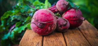 Ist es Schweinen und Ferkeln möglich, rote Rüben zu geben, deren Nutzen und Schaden