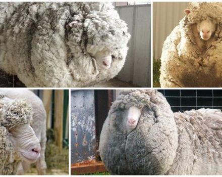 Características das ovelhas merino e quem as criou, o que se conhece e a criação