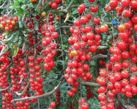 Egenskaber og beskrivelse af cherrytomatsorten Kirsebærrød, dets udbytte
