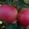 Beschreibung der Apfelsorte Gedächtnis für den Krieger, Eigenschaften der Früchte und Resistenz gegen Krankheiten