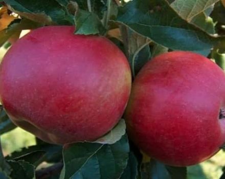 Descripción de la variedad de manzana Memory to the Warrior, características de los frutos y resistencia a las enfermedades