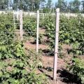 Како направити решетку за везање купина властитим рукама и правилно је везати