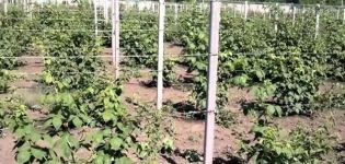 Cách làm giàn để buộc quả mâm xôi bằng tay và buộc đúng cách