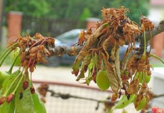 Wie man Kirschen von Schädlingen im Frühjahr und Herbst behandelt, Methoden der Kontrolle und des Schutzes