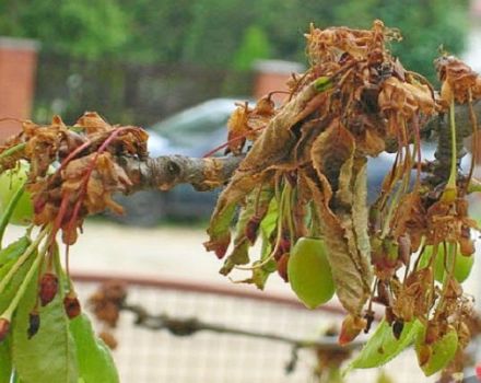 Cách xử lý cây anh đào bị sâu bệnh vào mùa xuân và mùa thu, phương pháp phòng trừ và bảo vệ