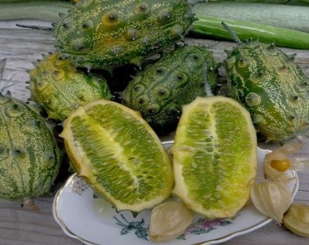 Sorten der Hornmelone (Kiwano), ihre Eigenschaften, Beschreibung und Kultivierung