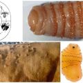 Síntomas y tratamiento de la hipodermatosis en bovinos, tratamientos preventivos.