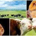 Causes and symptoms of ovarian hypofunction in cows, treatment regimen