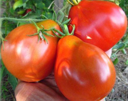 Eigenschaften und Beschreibung der Tomatensorte Japanischer Trüffel, ihrer Sorten und Erträge