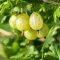 Descripción de las variedades de grosellas finlandesas, cultivo y reproducción.
