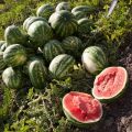Merkmale des Anbaus von Astrachan-Wassermelonen, der Korda-Reife und der Unterscheidung von Sorten