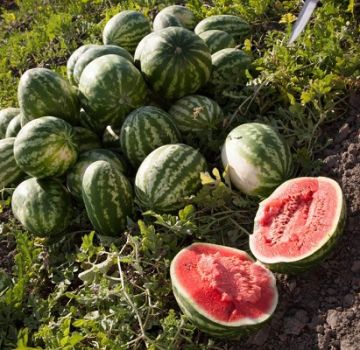 Características do cultivo de melancias Astrakhan, korda amadurecem e como distinguir variedades
