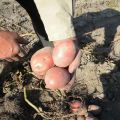 Beskrivelse af kartoffelsorten Zhuravinka, dyrkning og udbytte