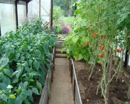 É possível plantar pimentões juntos ou ao lado de tomates na mesma estufa ou campo aberto