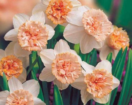 Descrição e características dos narcisos Rosie Cloud, tecnologia de cultivo e cuidados