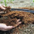 Quais fertilizantes para alimentar os tomates após o plantio em terreno aberto