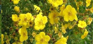 Beschreibung der Potentilla-Sorten Goldfinger, Pflanz- und Pflegeregeln