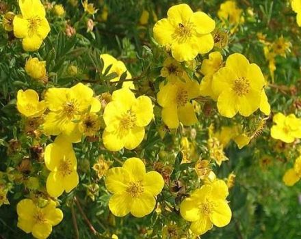 Popis odrůd Potentilla Goldfinger, pravidla výsadby a péče