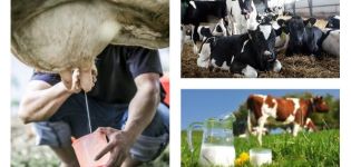 I hvilken alder begynder en ko at mælke, og hvordan den produceres